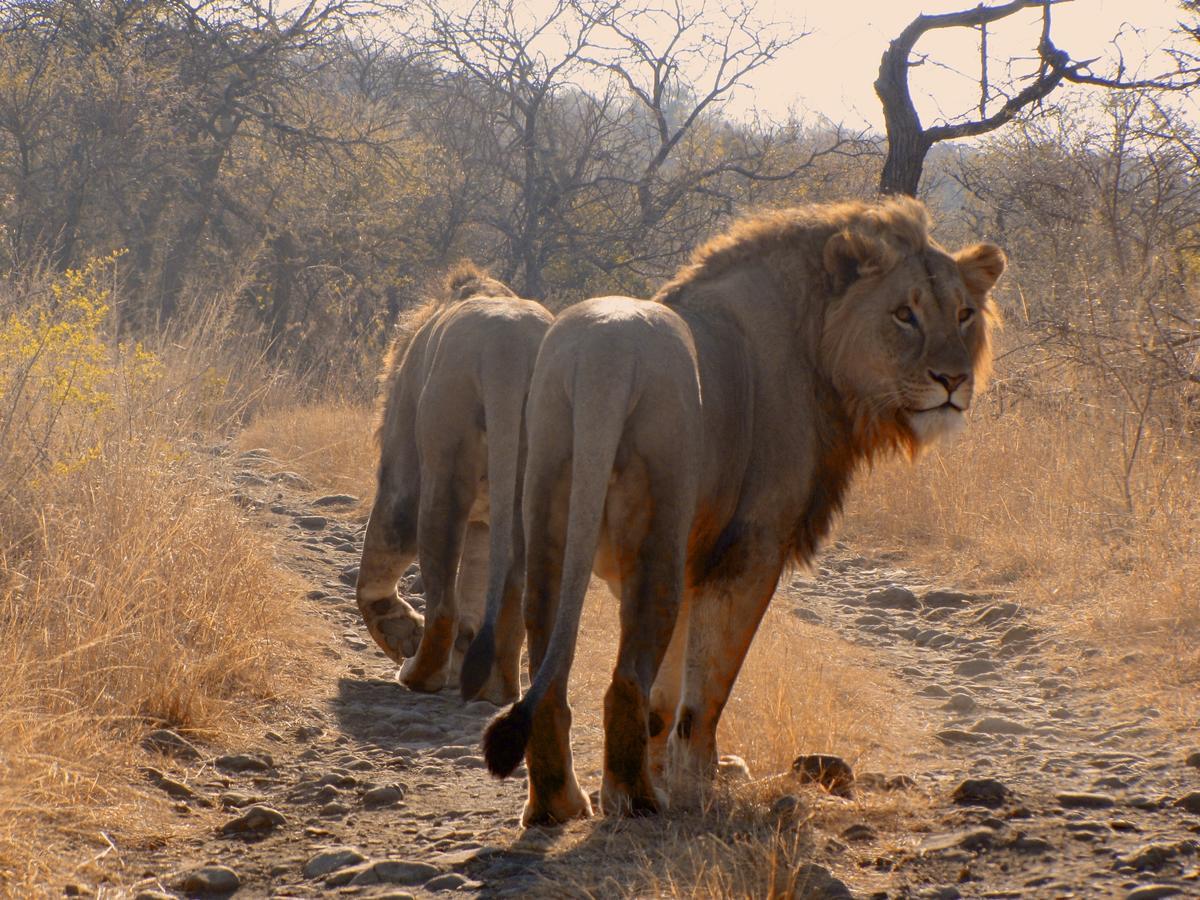 Esiweni Luxury Safari Lodge 레이디스미스 외부 사진