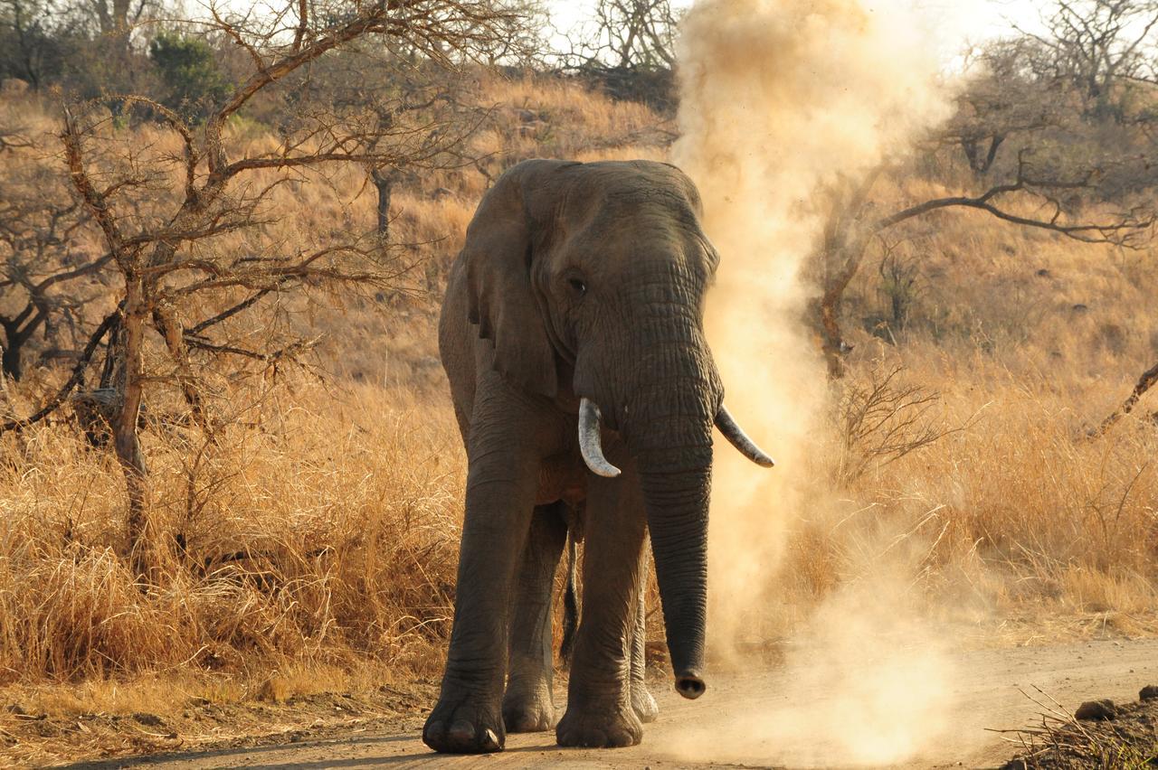 Esiweni Luxury Safari Lodge 레이디스미스 외부 사진